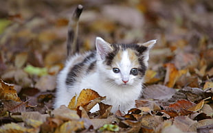 white and black Calico kitten on brown leaf